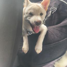 Ghost - Shiba Inu