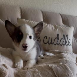 Abby - Gray and white female American Corgi puppy in Decatur, Texas from Bar S Corgis