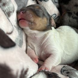 Nancy Wheeler - Piebald female Dachshund puppy in Jacksonville, North Carolina from Lizzie’s Doxies