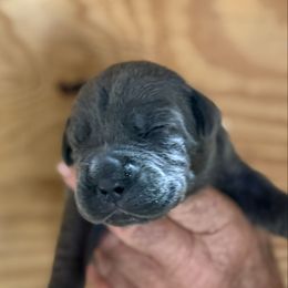 Girl 1 - Gray female Cane Corso puppy in Paris, Texas from Knucklehead Cane Corso