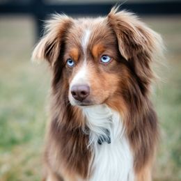 Rooster - Miniature Australian Shepherd