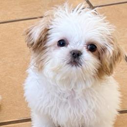 Pearl - Liver and white female Shih Tzu puppy in Phoenix, Arizona from Spoiled ShihTzu LLC