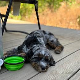 Assorted Doodle Crosses, Aussiedoodle, and Australian Shepherd Puppies from Junipersdoodles