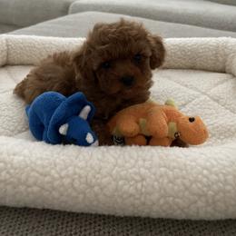 Poodle Puppies from Pups and Paws Toy Poodles