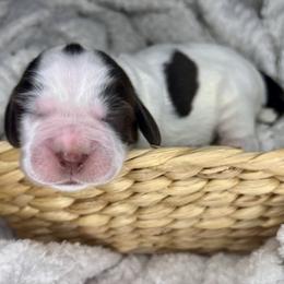 Garnet - Liver white and roan male English Springer Spaniel puppy in Swainsboro, Georgia from Sweet Georgia Springers