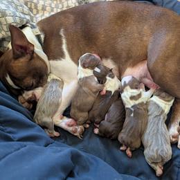 Boston Terrier Puppies from Jeff Jones