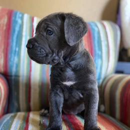 Cane Corso Puppies from Killing Joke Cane Corsos