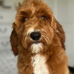 Boy 2 - Red  Goldendoodle puppy in Virginia from The Doodle Homestead