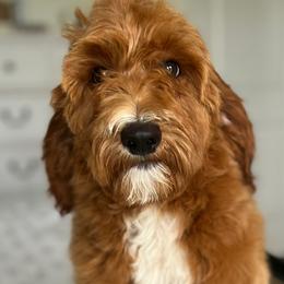 Boy 2 - Red  Goldendoodle puppy in Virginia from The Doodle Homestead