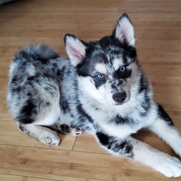 Rex - Pomsky