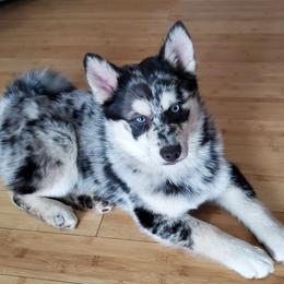 Rex - Pomsky