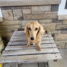 Cheese - Cream male Dachshund puppy in West Plains, Missouri from Spring Creek Dachshunds