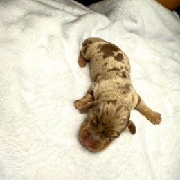 AKC Reeses - Dapple female Dachshund puppy in Laveen, Arizona from Acosta Kennels