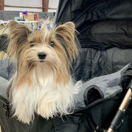 Biewer Terrier Puppies from Bouquet Biewers