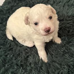 Clyde - White male Bichon Frise puppy in Rome, Georgia from Southern Sands Bichons