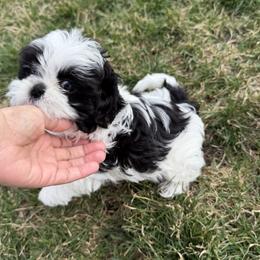 Shih Tzu puppies from Sunnyside Shih Tzu