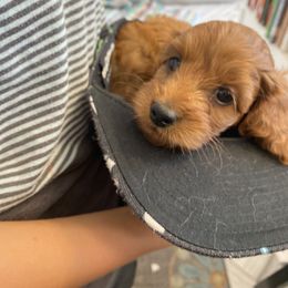 Cockapoo Puppies from Chesapeake Cockapoos