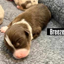 Breeze - Red tri-color female Miniature American Shepherd puppy in Tucson, Arizona from Outlaw Minis