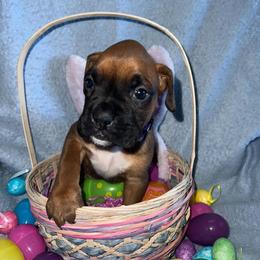 Boxer Puppies from Reynolds Homestead Boxers
