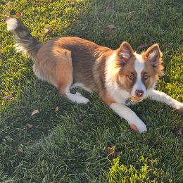 Icelandic Sheepdog Puppies from Tobiasson icie