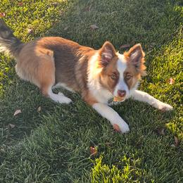 Icelandic Sheepdog Puppies from Tobiasson icie