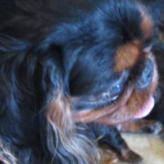 English Toy Spaniels and Pomeranians from Fairy Tale Poms & English Toy Spaniels