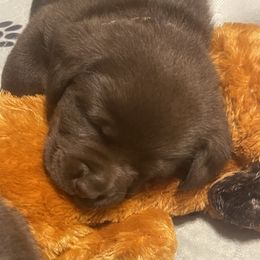 Labrador Retriever Puppies from Rustic Ridge Labradors