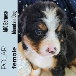 Polar - Black rust and white female Bernese Mountain Dog puppy in Shiloh, Georgia from Doodle Mountain