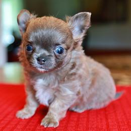 Blue Fawn - Blue fawn male Chihuahua puppy in Marcy, New York from Dralion Chihuahuas