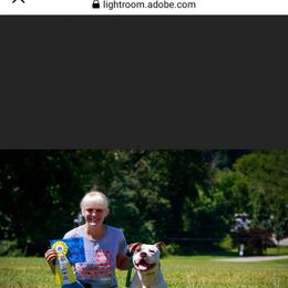 American Bulldog Puppies from Iron Will American Bulldogs