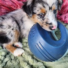 Black (collar color) - Blue merle male Miniature Australian Shepherd puppy in Centralia, Washington from Blackjack Mini Aussies