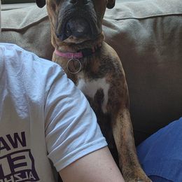 Boxer All Grown Up from Sunshine Boxers 95988