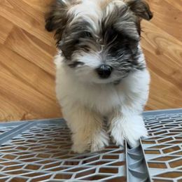 Bouvier des Flandres and Havanese Puppies from Beulah Bouviers and Havanese