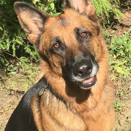 Trinity  - German Shepherd