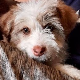 Aussiedoodle Puppies from Elkington Family Farms