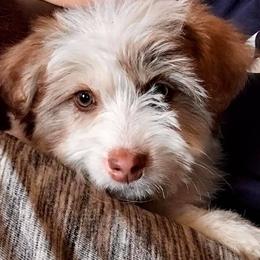 Aussiedoodle Puppies from Elkington Family Farms