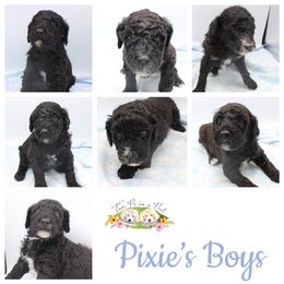 Goldendoodle Puppies from Two Ps in a Pod