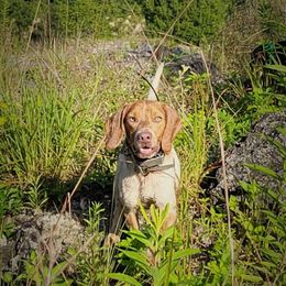 Hank - Beagle
