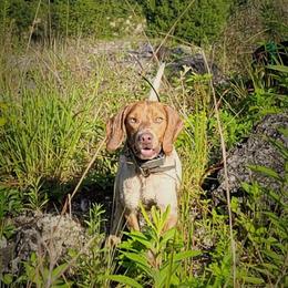 Hank - Beagle