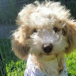 Indiana - Apricot Maltipoo puppy in Stanwood, Washington from Cupcake Cuties