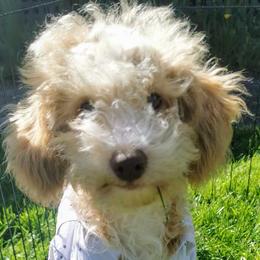 Indiana - Apricot Maltipoo puppy in Stanwood, Washington from Cupcake Cuties