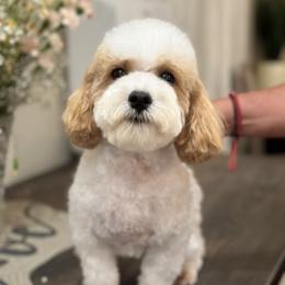 Maggy - Poodle