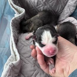 Luigi - Black and white male Pomsky puppy in Venus, Pennsylvania from Hemlock Pines Pomsky