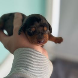 Leo - Dapple male Dachshund puppy in Mtn Rest, South Carolina from Stocktons Doxies & Poodles