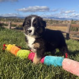 Charlotte - Black tri-color female Australian Shepherd puppy in John Day, Oregon from DeVos Australian Shepherds