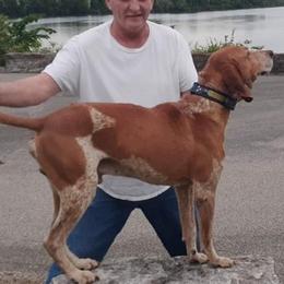 American English Coonhounds from Tri-State English Kennel