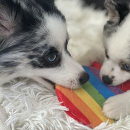 Pomsky Puppies from Pomsky‘s Palace