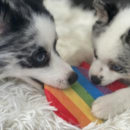 Pomsky Puppies from Pomsky‘s Palace