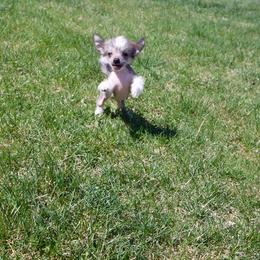 Chinese Crested Puppies from Alvarez Chinese Crested