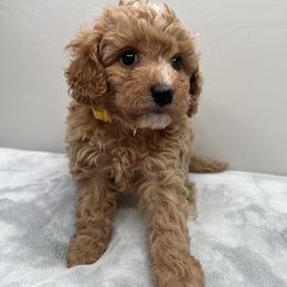 Cavapoo Puppies from PuppybuddyUSA